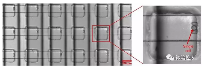 Science Advances 賓夕法尼亞州立大學研究人員開發出新型微流控設備可實現在數千個獨立活細胞上進行藥物測試