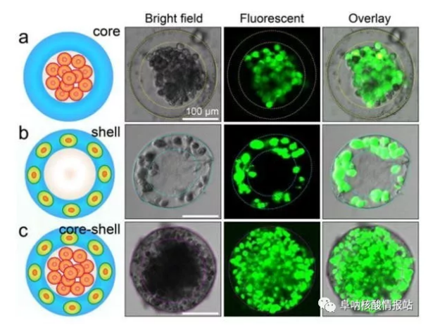 圖片4.png 圖3 3D核-殼支架中不同細胞的空間組裝a) 凝膠殼將HepG2細胞限制在核心中。b)通過交聯的藻酸鹽網絡固定在殼中的NIH-3T3成纖維細胞。c) 肝細胞在核心中同時組裝，在殼中成纖維細胞同時組裝，形成一滴人造肝臟。（比例尺100μm，細胞活力通過鈣黃綠素AM /EthD-1染色試劑盒進行表征。）