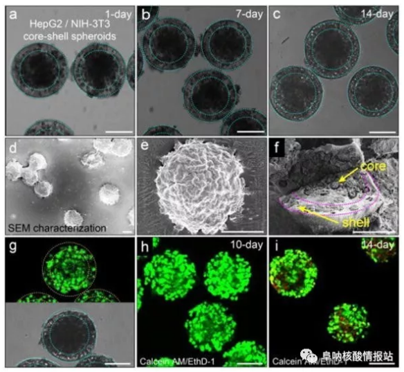圖片5.png 圖4 在核-殼球體中共培養肝細胞和成纖維細胞。a-c) 肝細胞在核心和殼中的成纖維細胞分別共培養1天，7天和14天。隨著時間的推移，保持其球形形態。d-e)SEM圖像。f) 在核-殼結構中空間受限的細胞集合。g）在-80℃下凍兩周然后在37℃下融化之后，封裝在球狀體中的細胞的高存活力。h）封裝在球體中的細胞共培養10天顯示出高細胞活力。i）培養14天的細胞的活力略有下降。
