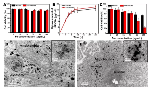 圖片10.png 圖9 TPP-磁珠對肝癌細胞生存的影響