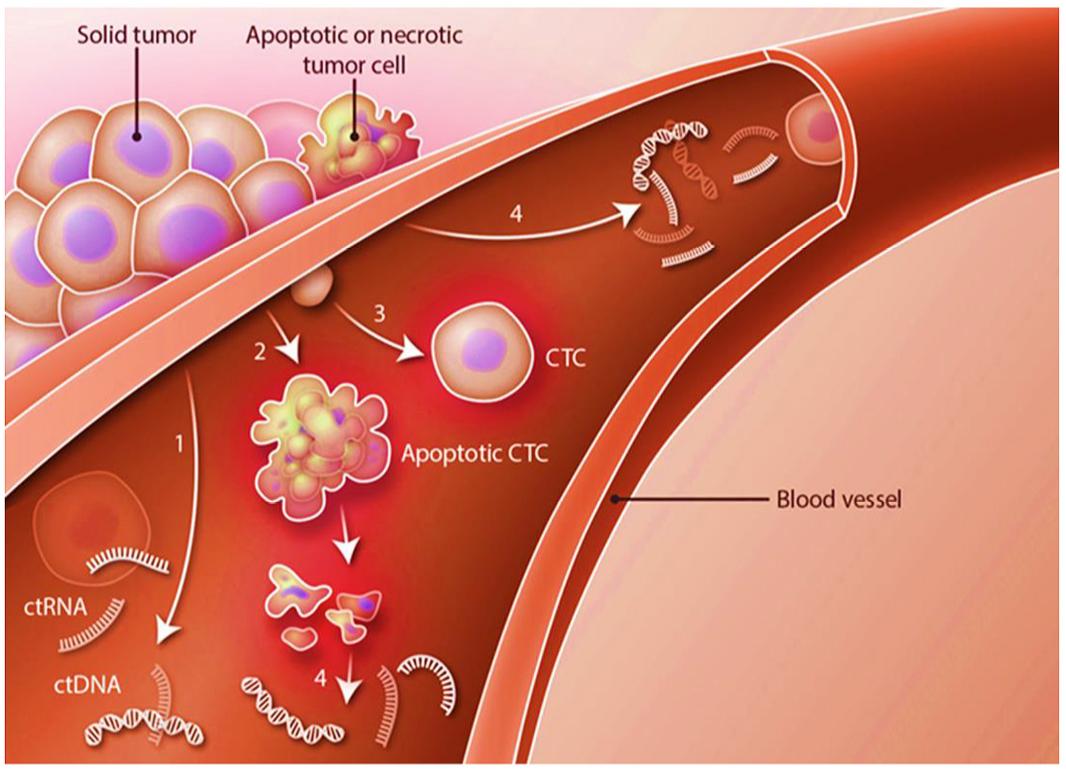 城大團(tuán)隊所研發(fā)的技術(shù)主要針對血液中的循環(huán)細(xì)胞（CTC），小至0.1毫米的腫瘤都能及早發(fā)現(xiàn)
