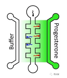 向包含高濃度孕酮（深綠色）的中央通道右側(cè)游動的精子，比向左側(cè)的較低濃度（淺綠色）的精子游動的多。