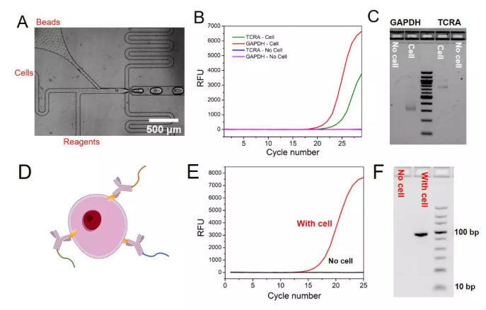 圖3. (A)顯微鏡下包裹單個細胞和單個微球的液滴的產生過程，(B) TCRA和GAPDH mRNA的qPCR實驗結果，(C) GAPDH和TCRA mRNA在液滴中反應后PCR產物的瓊脂糖凝膠電泳實驗結果，(D)抗體–DNA偶聯物結合細胞表面蛋白的示意圖，(E)單細胞表面蛋白分析中的qPCR實驗結果，(F)細胞表面蛋白分析中的瓊脂糖凝膠電泳實驗結果。