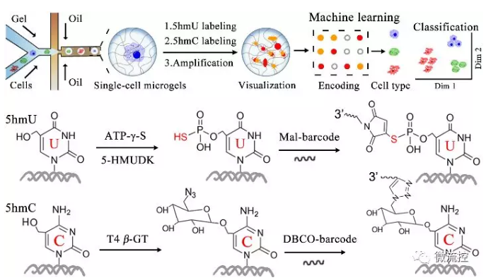 單細胞5hmU/5hmC單分子可視化分析示意圖