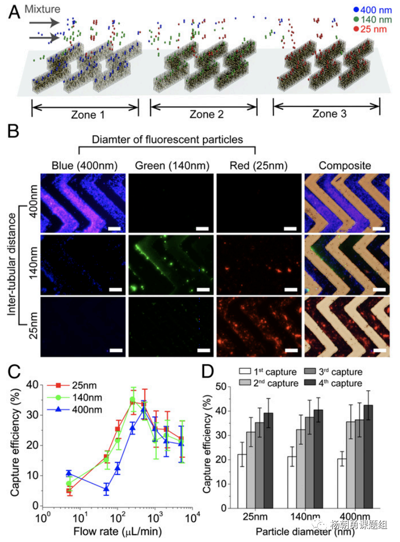 圖3 不同納米熒光粒子在芯片內被捕獲。納米粒子按照其尺寸,在相對應的區域所捕獲,從而達到分離不同尺寸納米粒子的作用 圖3 不同納米熒光粒子在芯片內被捕獲。納米粒子按照其尺寸,在相對應的區域所捕獲,從而達到分離不同尺寸納米粒子的作用