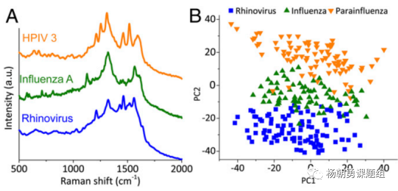 圖5 臨床樣品中三種病毒的鑒定 圖5 臨床樣品中三種病毒的鑒定