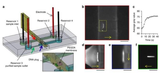 DNA預富集和純化實驗