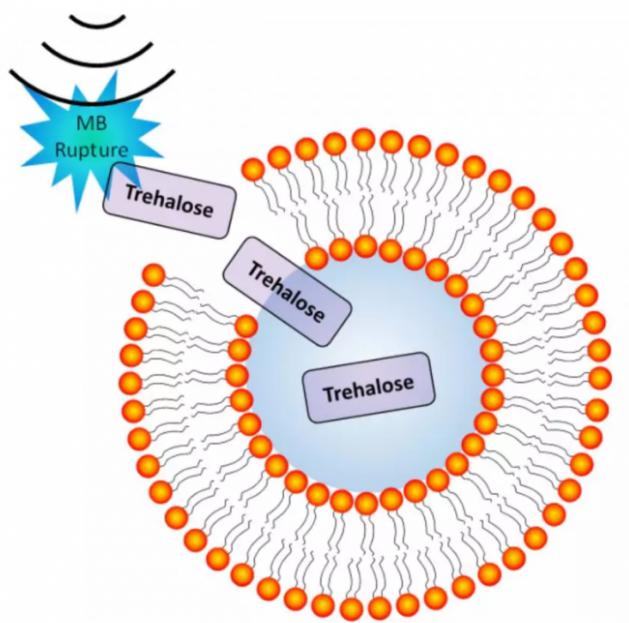超聲誘導微泡破裂導致細胞膜短暫穿孔的圖示 超聲誘導微泡破裂導致細胞膜短暫穿孔的圖示
