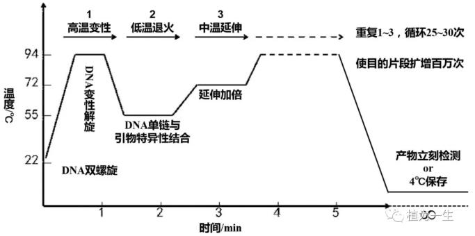 目的基因的擴增：PCR原理與過程