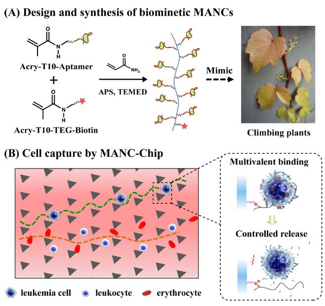 圖1 (A)仿生多價核酸適體聚合物的合成;(B)協同尺寸分離和多價識別的白血病細胞親合捕獲及選擇性釋放的微流控平臺 圖1 (A)仿生多價核酸適體聚合物的合成;(B)協同尺寸分離和多價識別的白血病細胞親合捕獲及選擇性釋放的微流控平臺