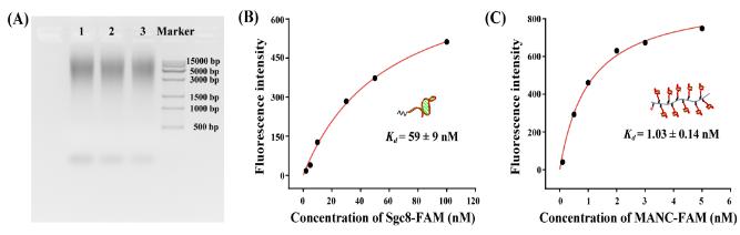 圖2 多價核酸適體聚合物的表征。 圖2 多價核酸適體聚合物的表征。