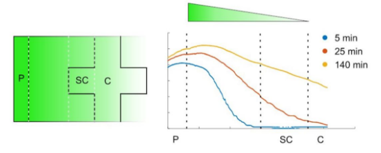 圖3. 熒光素?cái)U(kuò)散梯度隨時間的變化