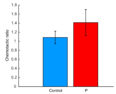 圖4. 公豬精子的趨化比率 圖4. 公豬精子的趨化比率