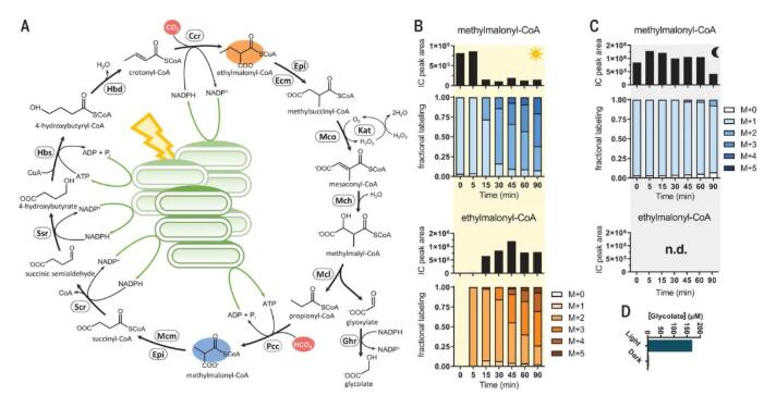 圖2.光驅動CO2的連續固定，并催化CO2轉化為有機酸