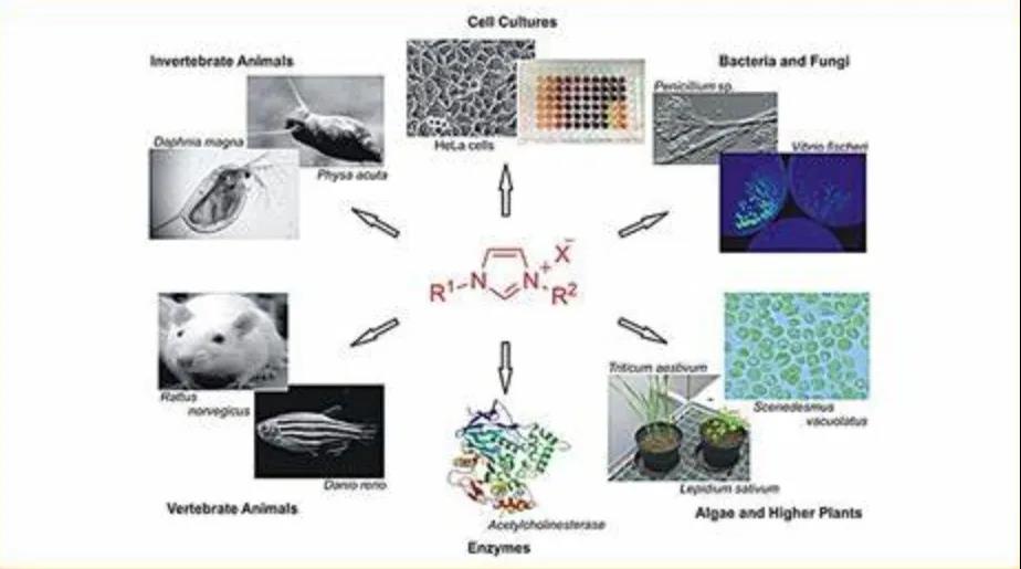 離子液體技術(shù) 離子液體技術(shù)