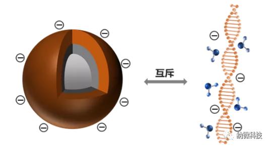 磁珠如何與核酸結合,實現提取功能? 磁珠如何與核酸結合,實現提取功能?