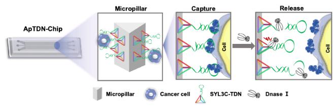 圖1. ApTDN-Chip的工作原理