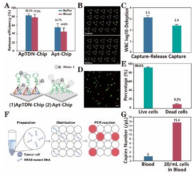 圖4. ApTDN-Chip下游分析探究