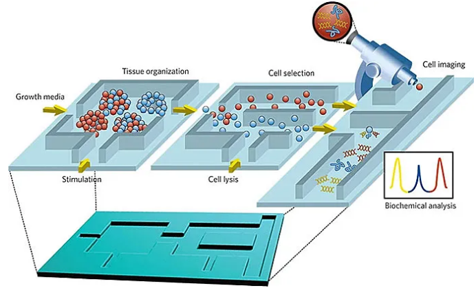 微流控芯片生物分析示意圖。圖片來(lái)源：Nature 