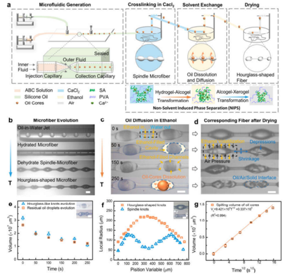微流控沙漏型微纖維材料制備過程