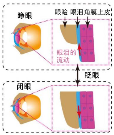 圖2：此次研究再現的人角膜結構和眨眼時的眼淚運動