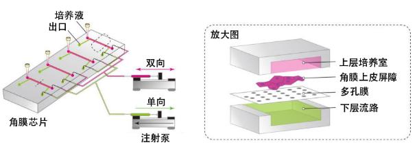 圖3：此次研究開發的“角膜芯片”概念圖