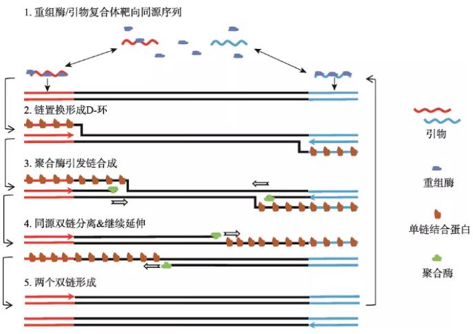 圖1   重組酶聚合酶擴(kuò)增反應(yīng)基本原理