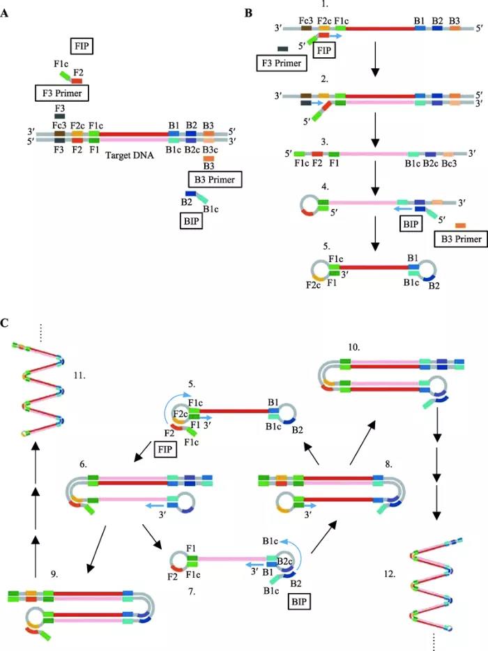 圖2   環(huán)介導(dǎo)等溫?cái)U(kuò)增原理
