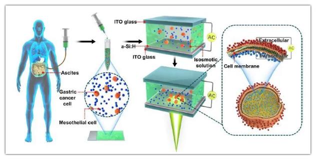 OEK微流控芯片用于檢測腹膜轉(zhuǎn)移和細胞膜電容