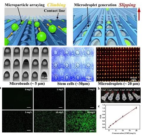 圖1 (a)不同濃度CRP制劑的微粒子陣列的代表性熒光圖像 圖1 (a)不同濃度CRP制劑的微粒子陣列的代表性熒光圖像