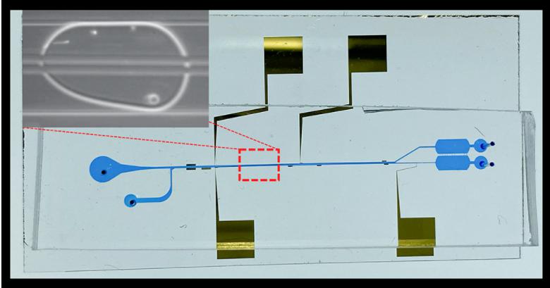 液滴內(nèi)細(xì)胞分離微流控芯片的圖像，顯示了微流控通道和電極。放大圖顯示了宿主細(xì)胞和病原菌細(xì)胞在單個(gè)油包水微滴中分離到頂部和底部