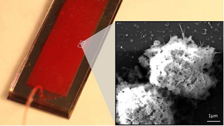 NK-GO微流控芯片 NK-GO微流控芯片