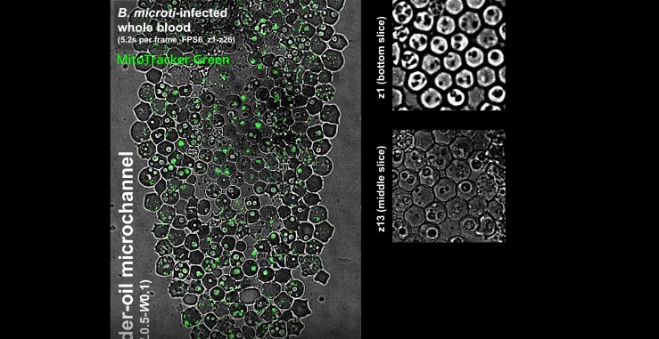 1755651266335187.png 2.png